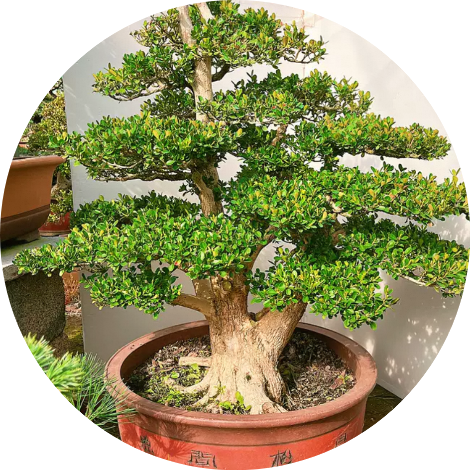 历经岁月雕琢,瓜子黄杨盆景老桩以经典桩型,于案几之上展古朴风姿,每