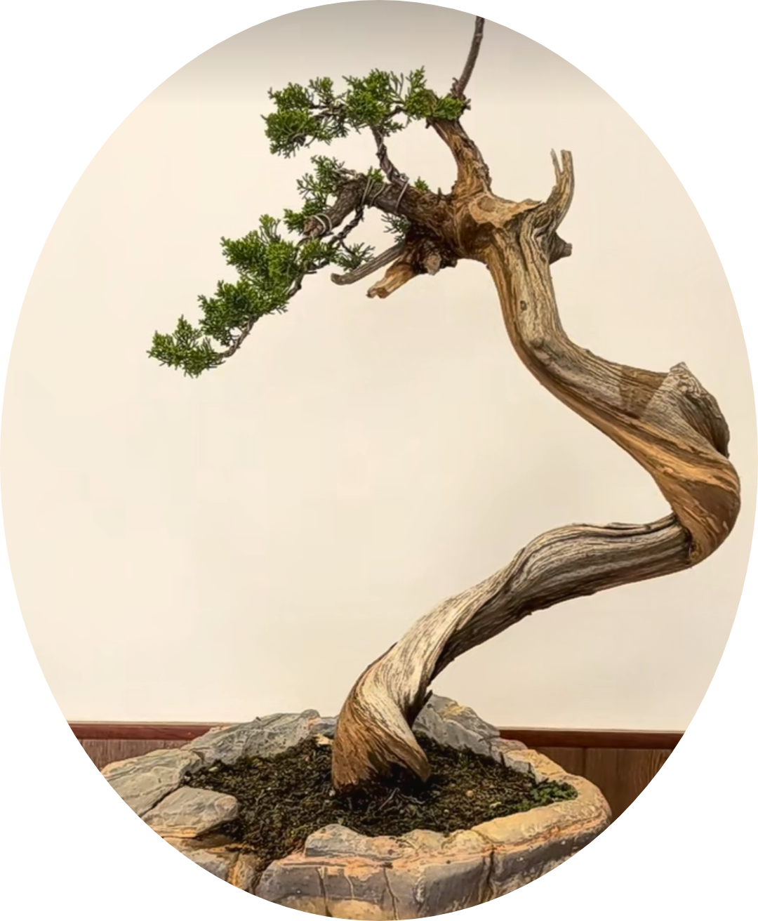 今天欣赏了我珍藏的松柏类盆景老桩古树, 百年沧桑,历尽风华, 岁月