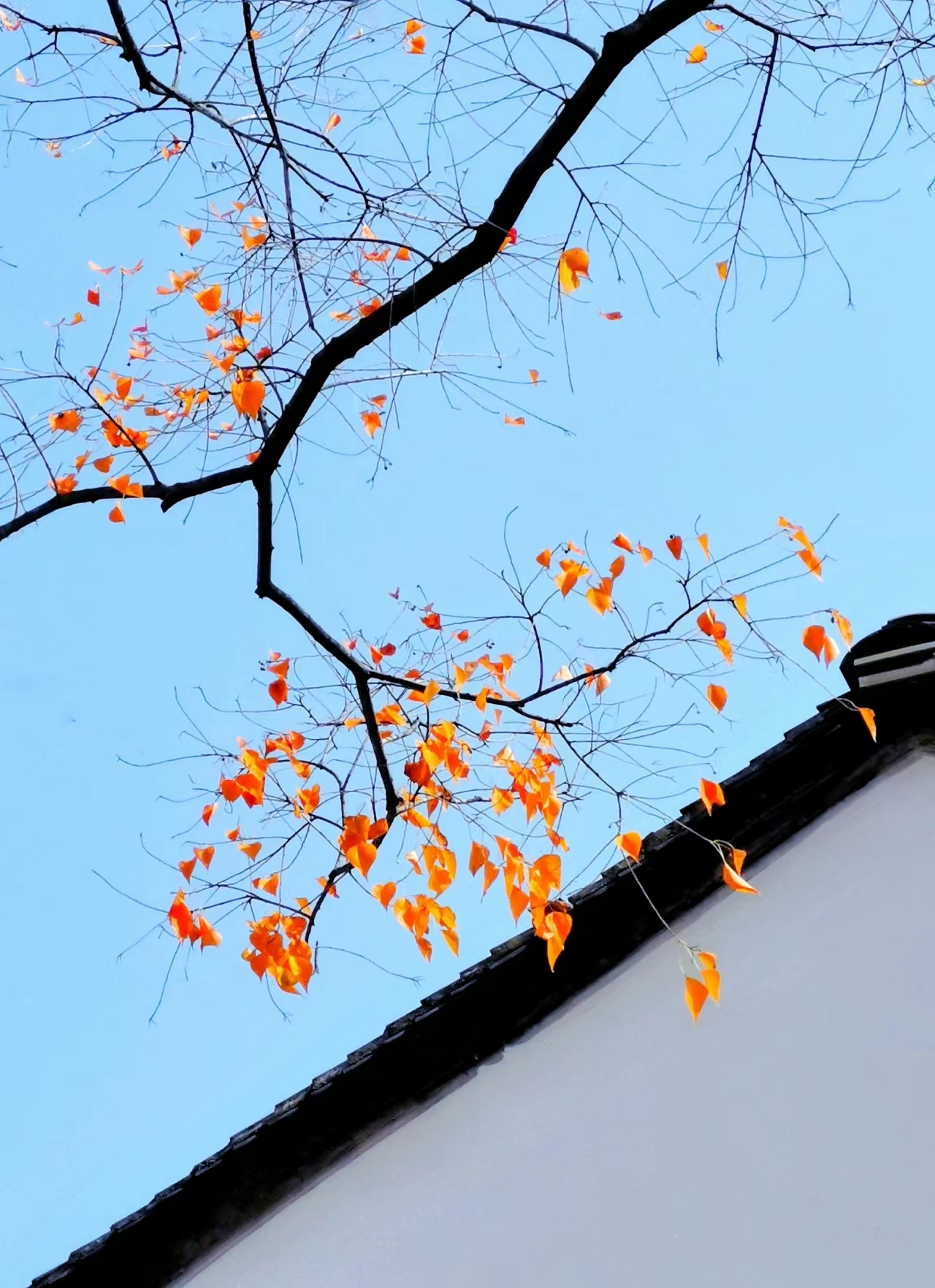 "宠辱不惊,看庭前花开花落;去留无意,望天上云卷云舒.