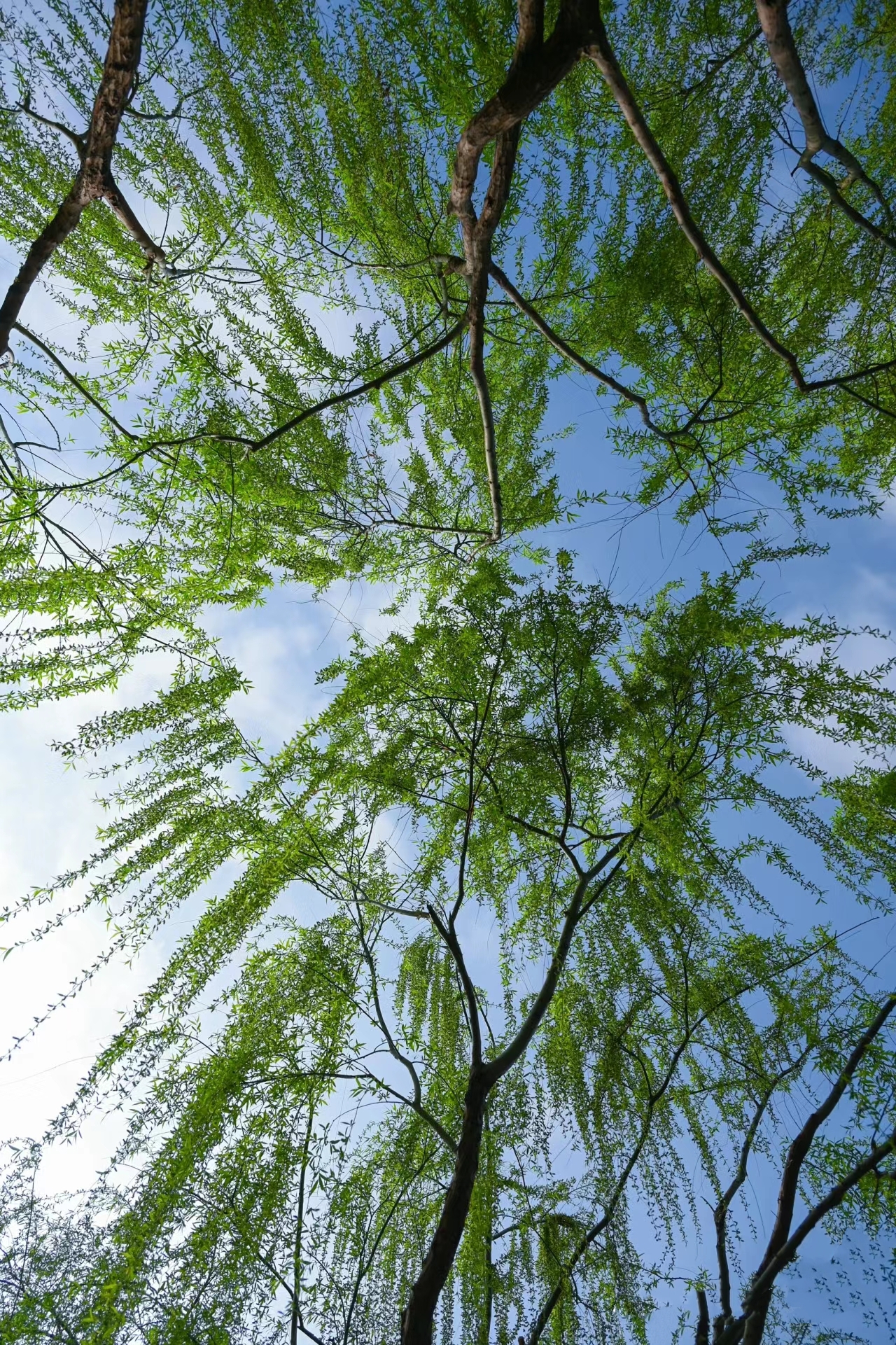 你好四月! 一身诗意千寻瀑,万古人间四月天