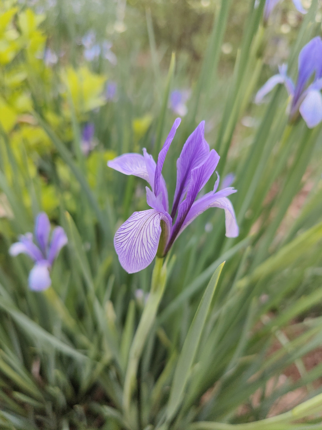 马兰花,马兰花,风吹雨打都不怕,勤劳的人在说话,请你马上就开花