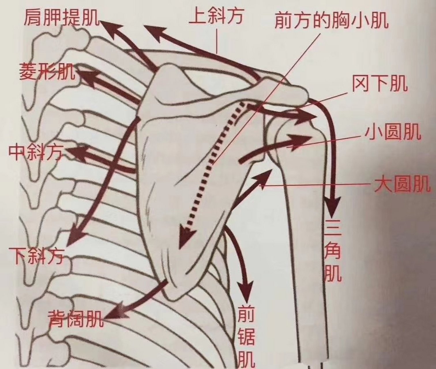 生活健康 一块肩胛骨,周围竟然有这么多肌肉!