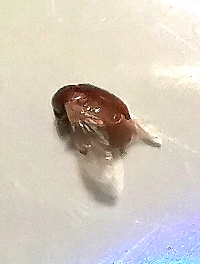 谁认识这个小虫子?