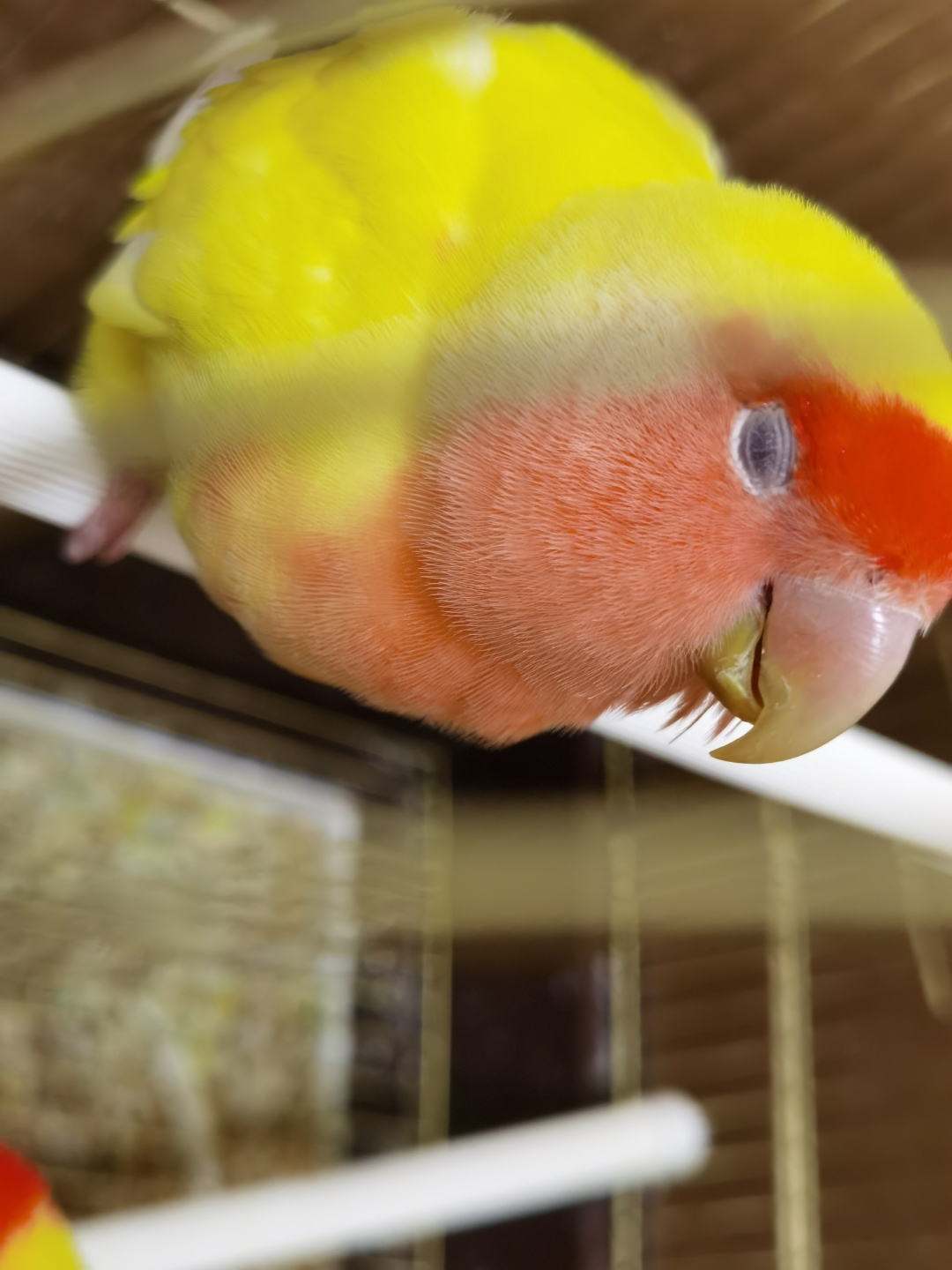 我的一只牡丹鹦鹉总是蓬着羽毛,闭着眼睛,无精打采,没有食欲,是不是