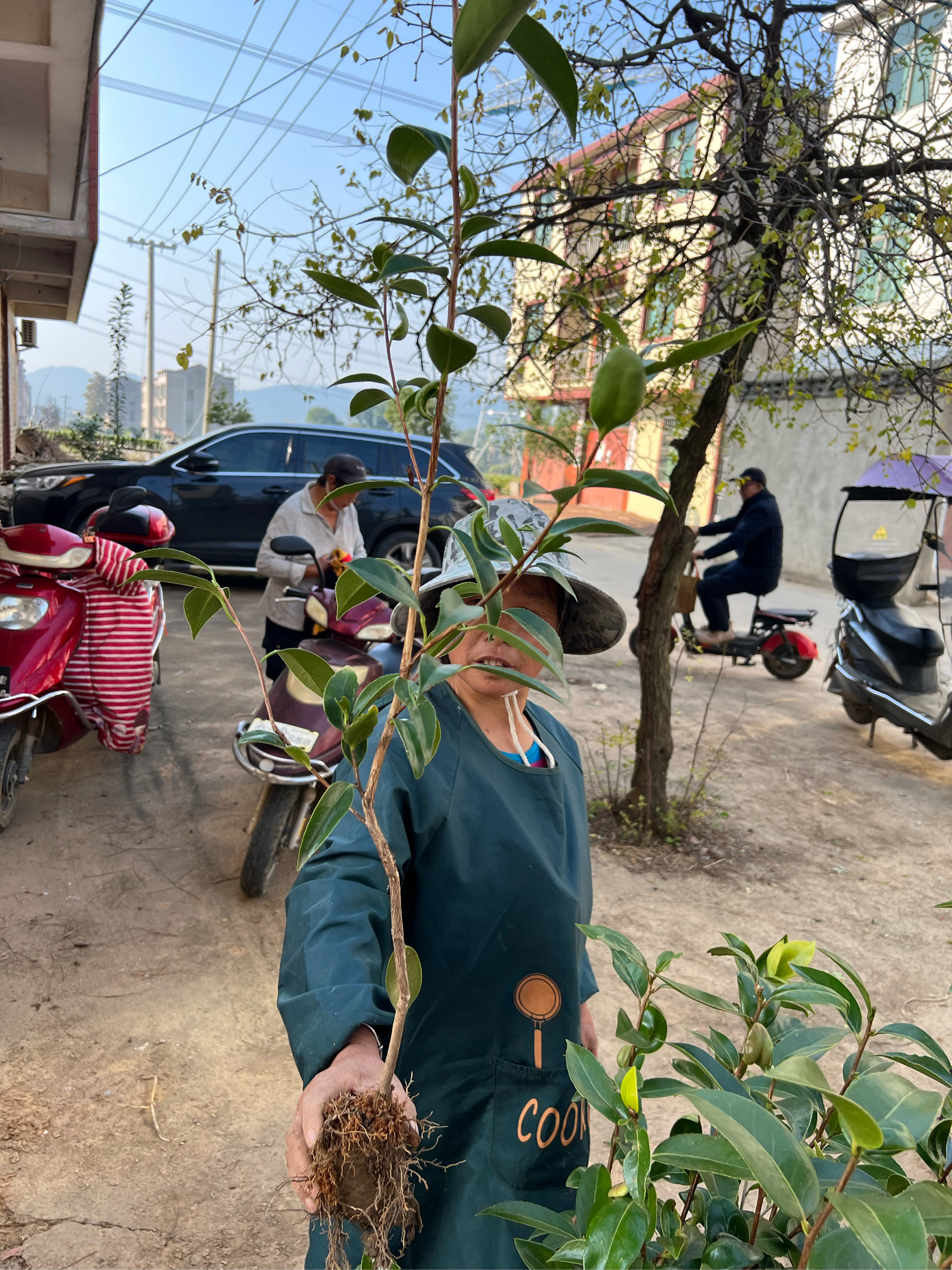 大果红花油茶树苗图片