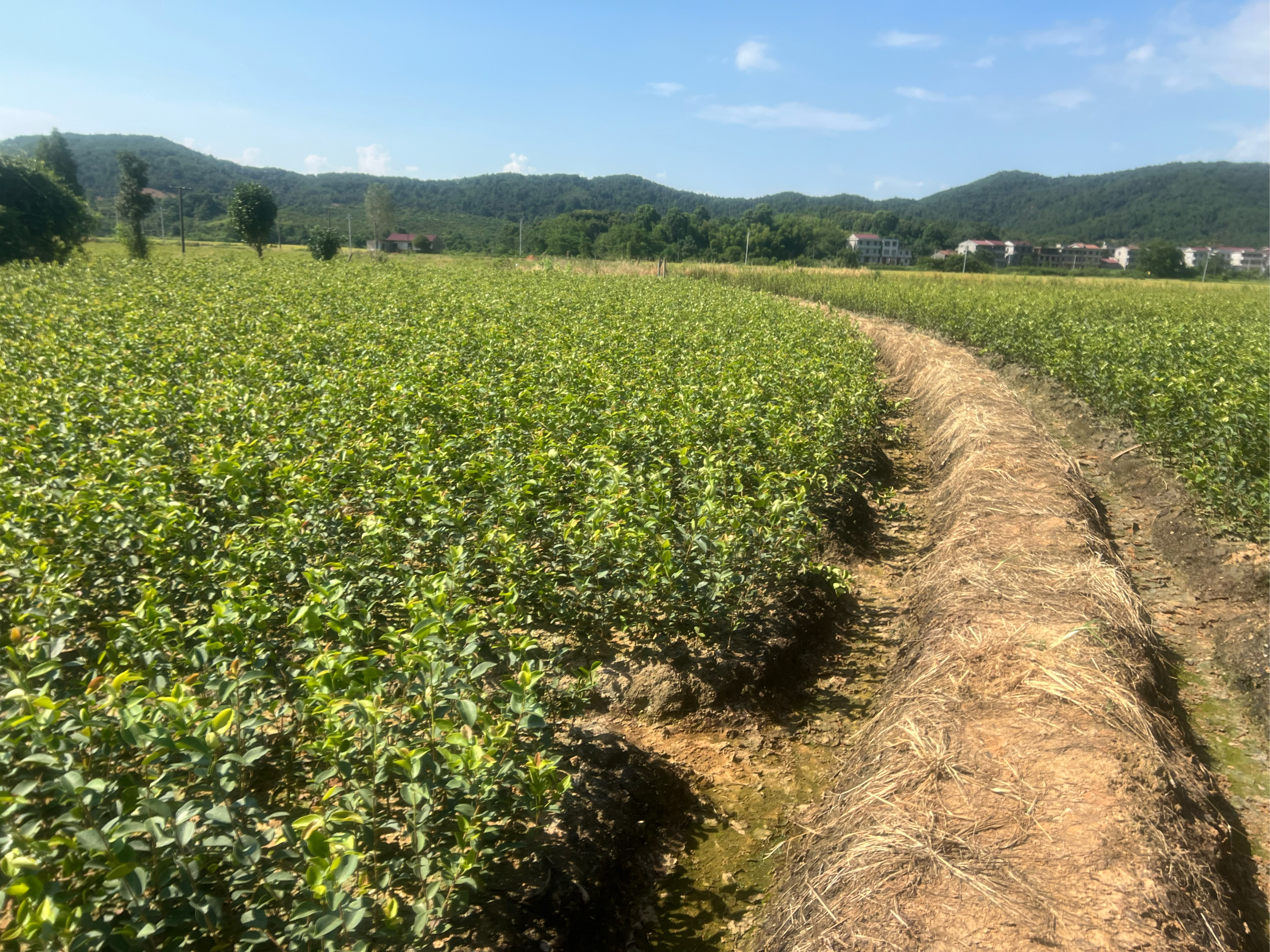 丰城白土镇油茶苗基地图片