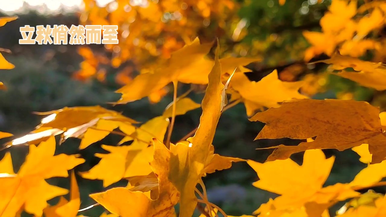 凉风起,思渐长,秋意更添几分凉.月挂梢头,夜渐深,秋思绵绵入梦乡.