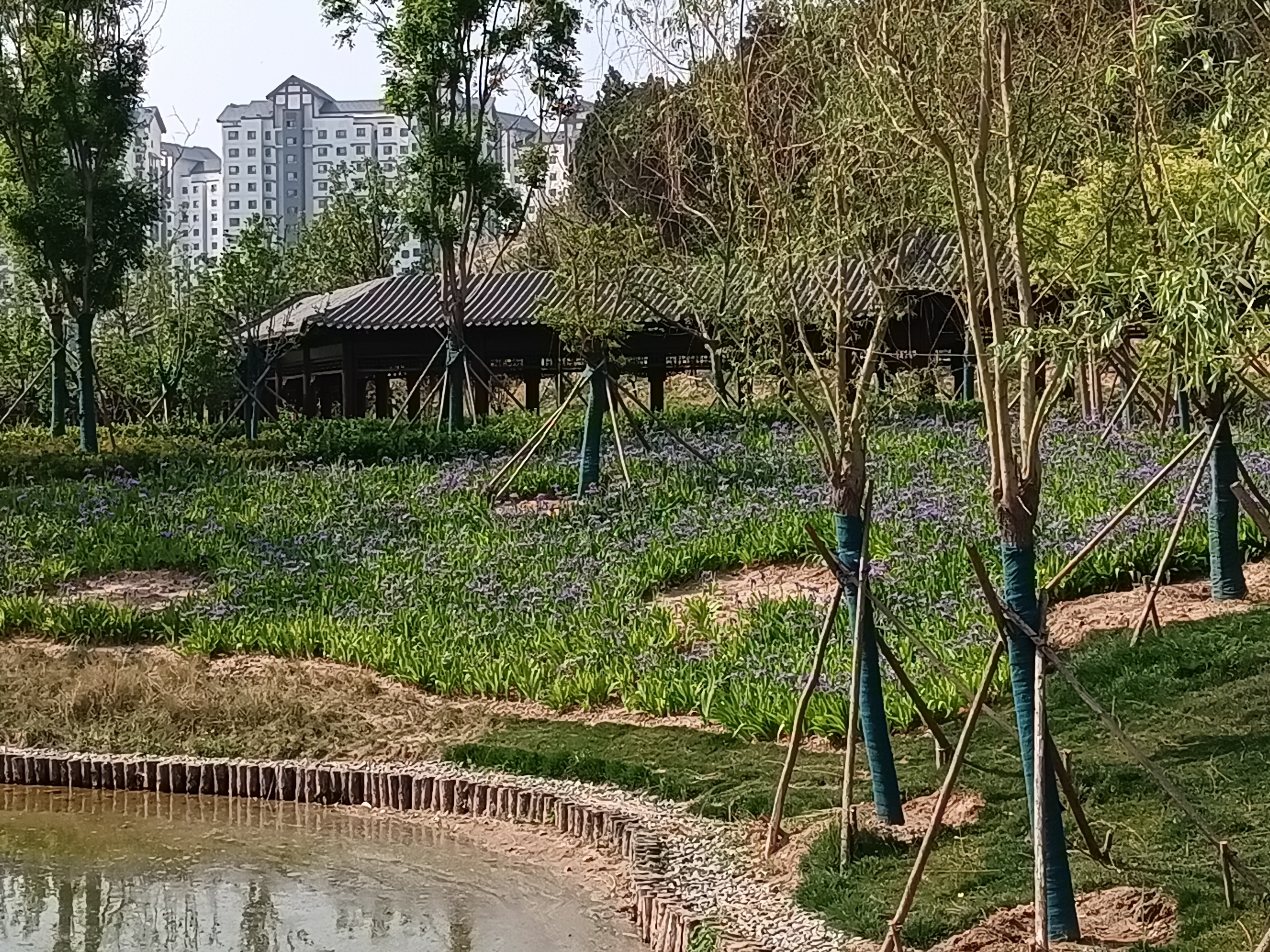 今天到梁山龟山公园看到了一片鸢尾花丛