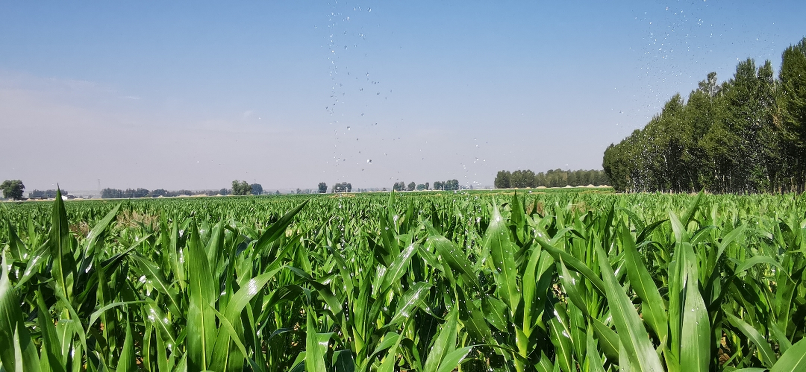 农村新鲜事:玉米地里的喷灌水滴好漂亮,无意间拍下来,有没有农民朋友