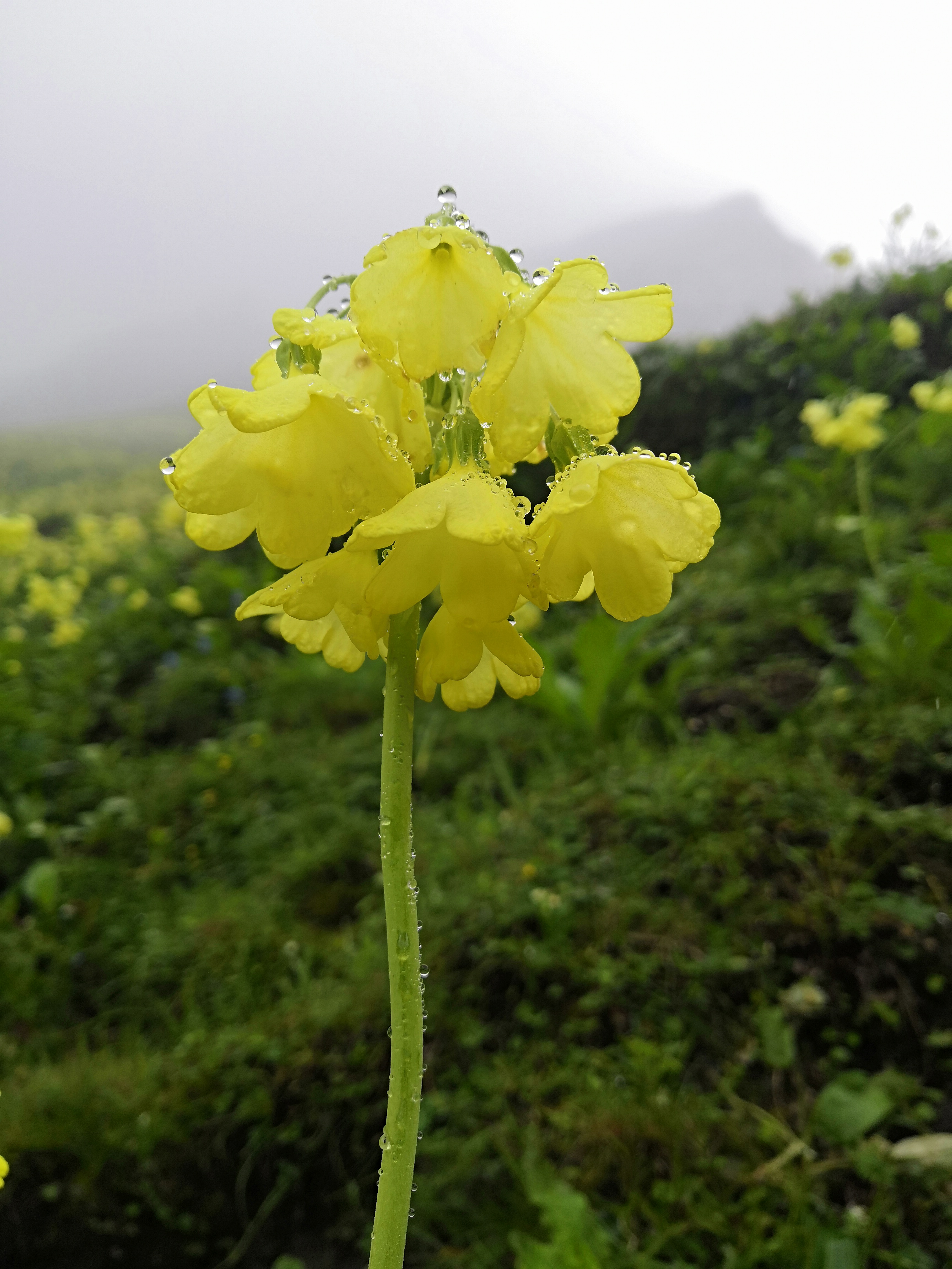 云南维西傈僳族自治县,海拔3900的南极洛,野花遍地.#2023翻篇吧