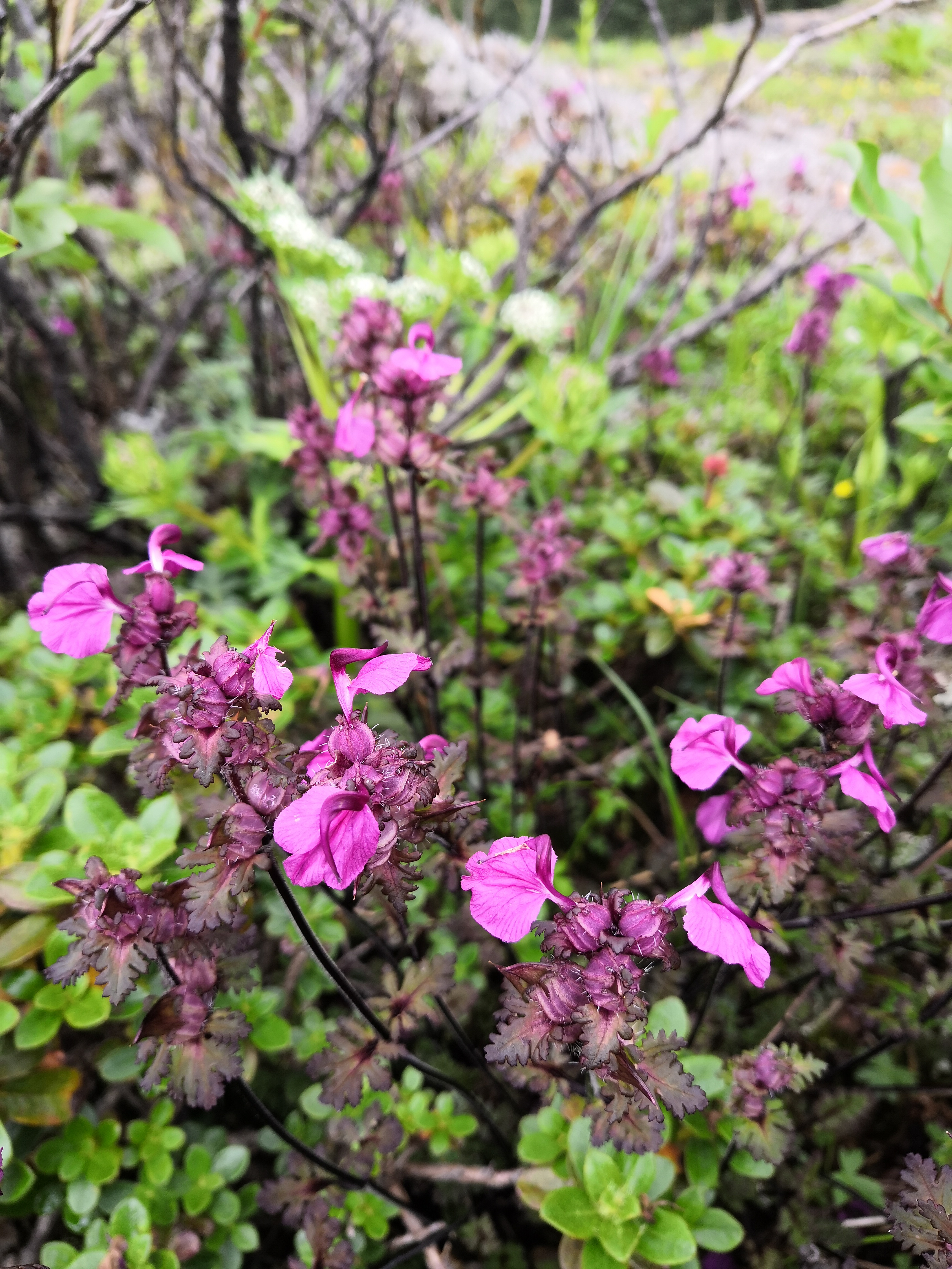 云南维西傈僳族自治县,海拔3900的南极洛,不知名的野花遍地盛开#新年