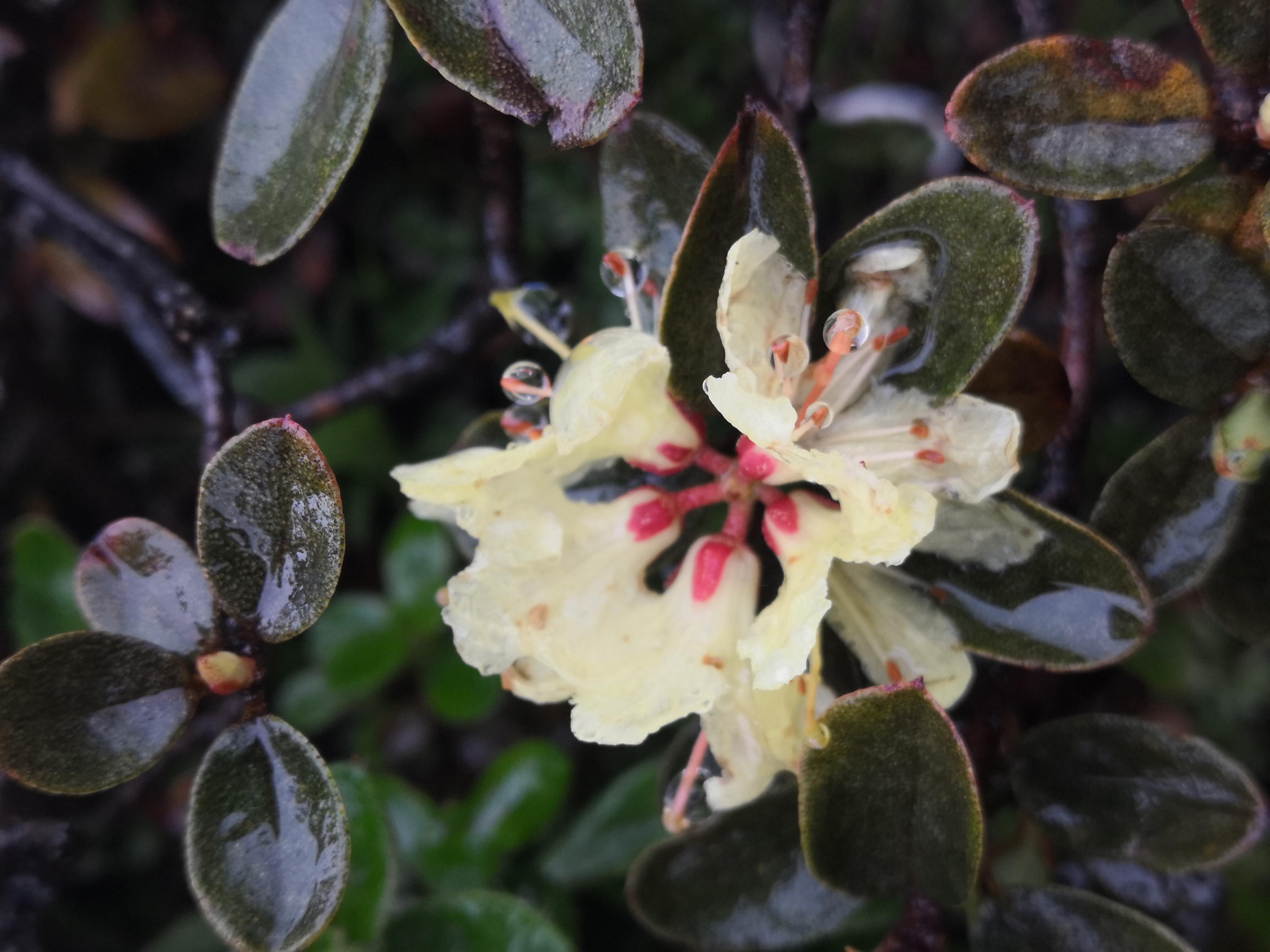 云南维西傈僳族自治县,海拔3900的南极洛,不知名的野花遍地盛开#新年