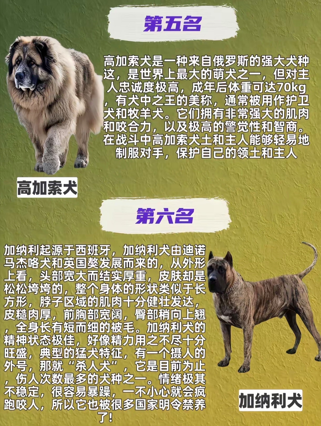 遇到一些性格具有攻击性,体型较大或经过特殊训练的犬只时,陌生人需