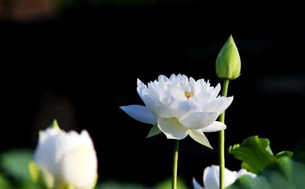 世事无常,时日维艰. 人心惴惴,常生不安. 是非荣辱似云烟,莫多奢望.