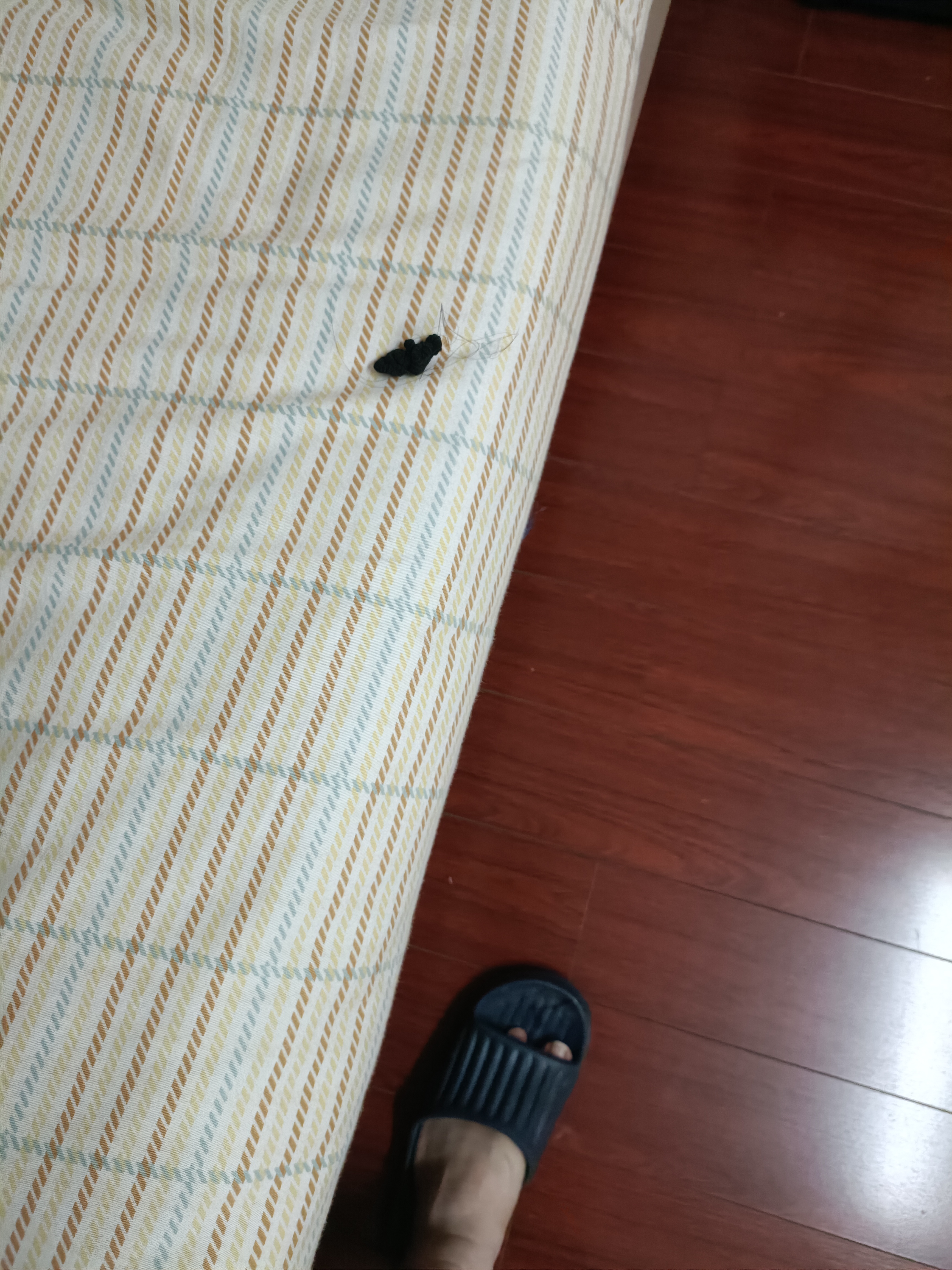 看到床上一只蟑螂,吓坏了!然后发现是最近眼睛有点近视了