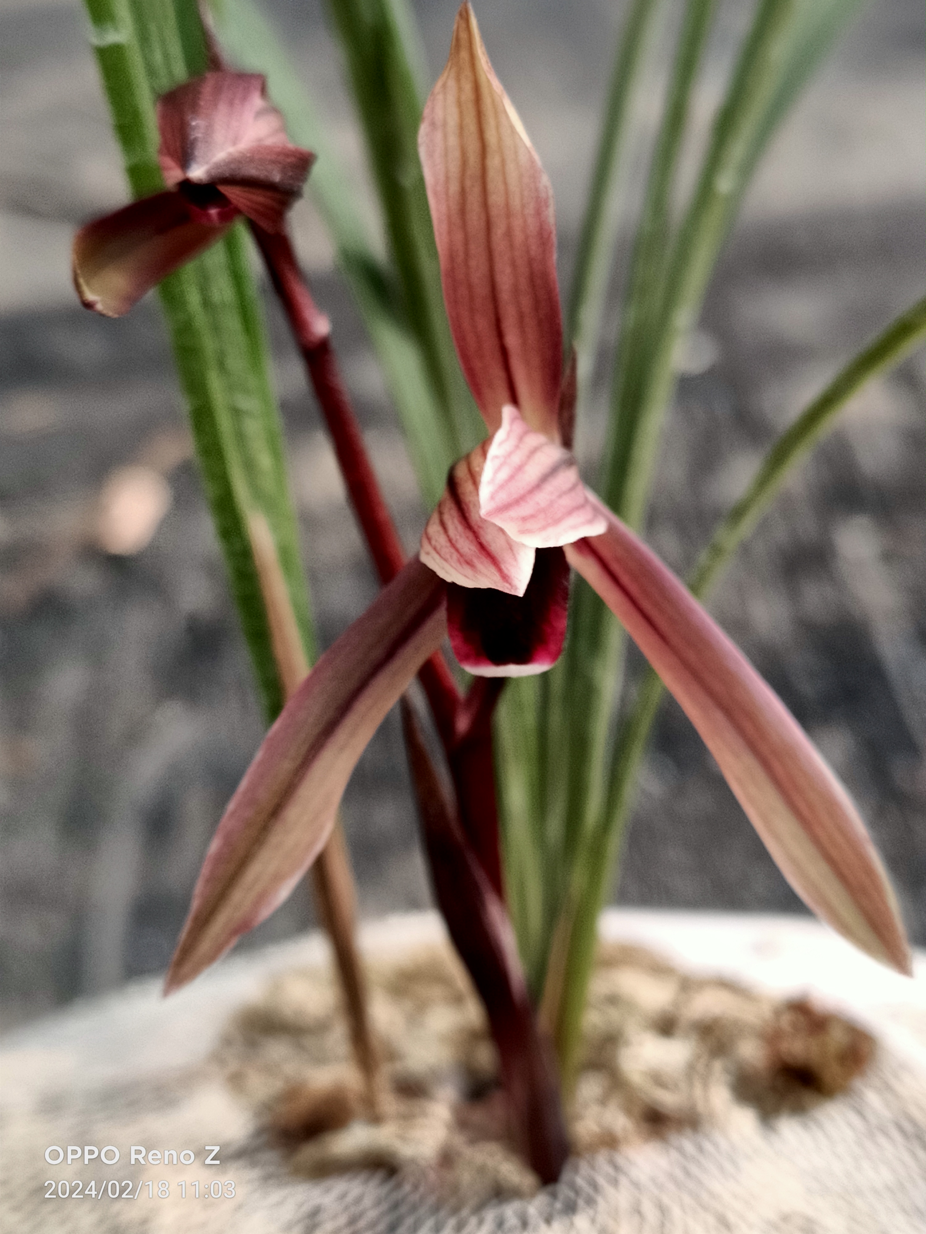 春兰《腾越红素》