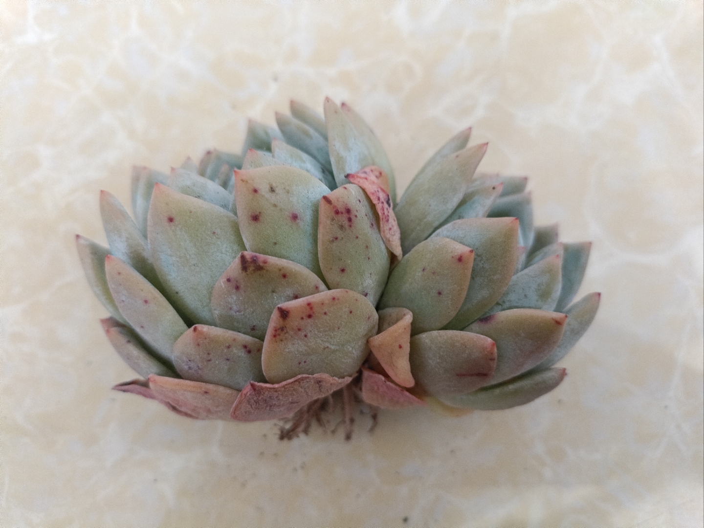 新入手的大橙子,不敢种[左捂脸]