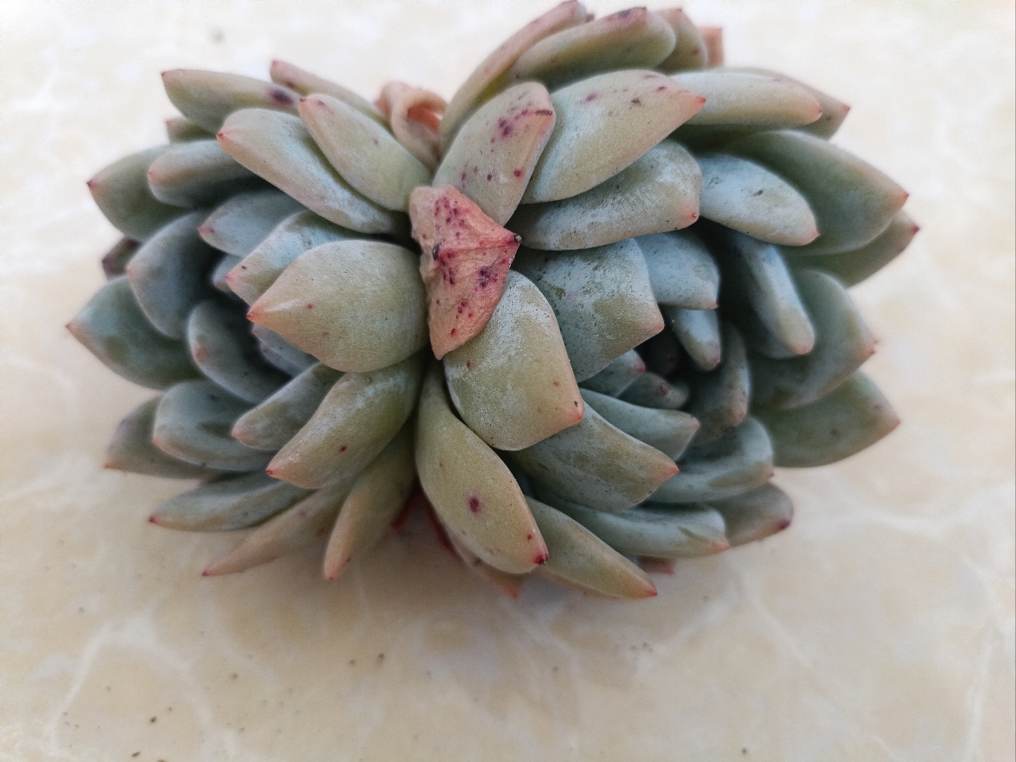 新入手的大橙子,不敢种[左捂脸]