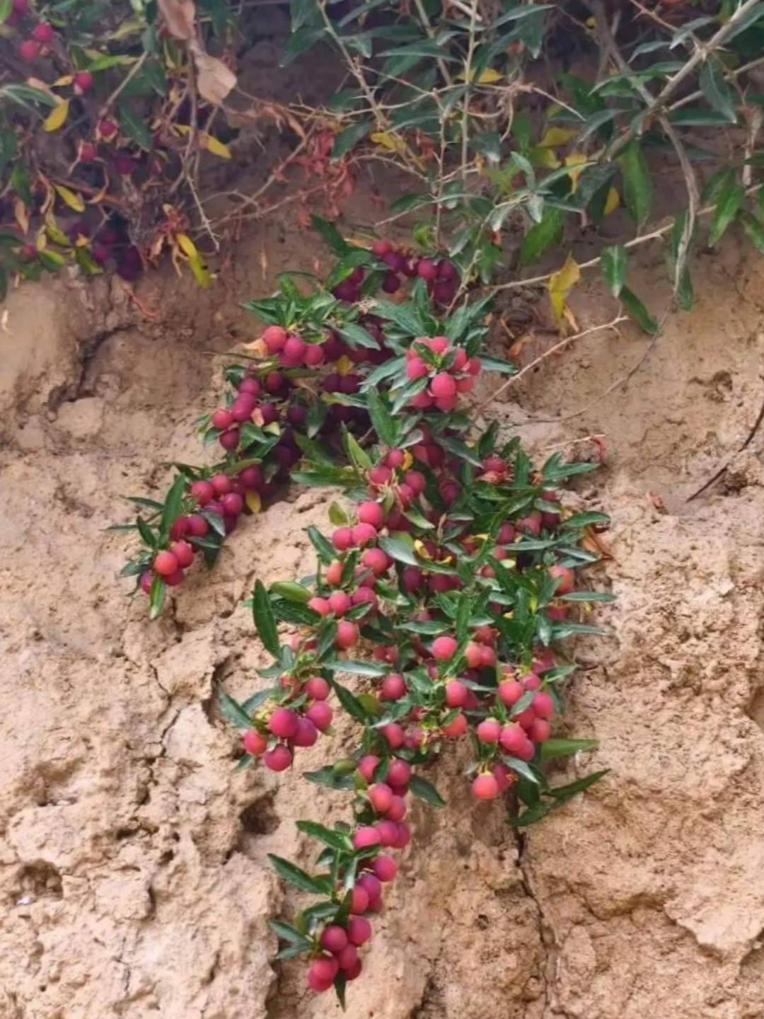 今天山上去蘑菇,看到一种很漂亮的果子也不知道可不可以吃,想摘一个试