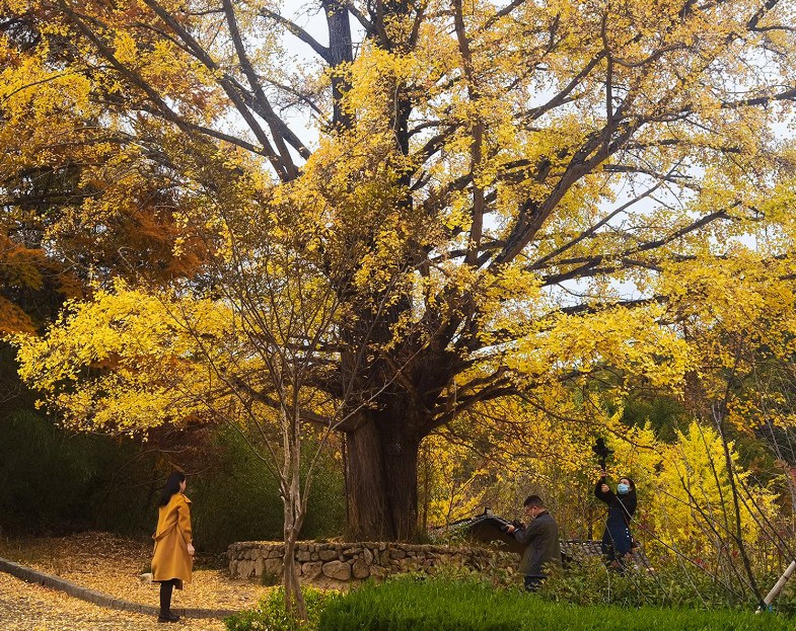 鹞落坪国家自然保护区位于安徽岳西县,坐落在大别山的主峰地区.