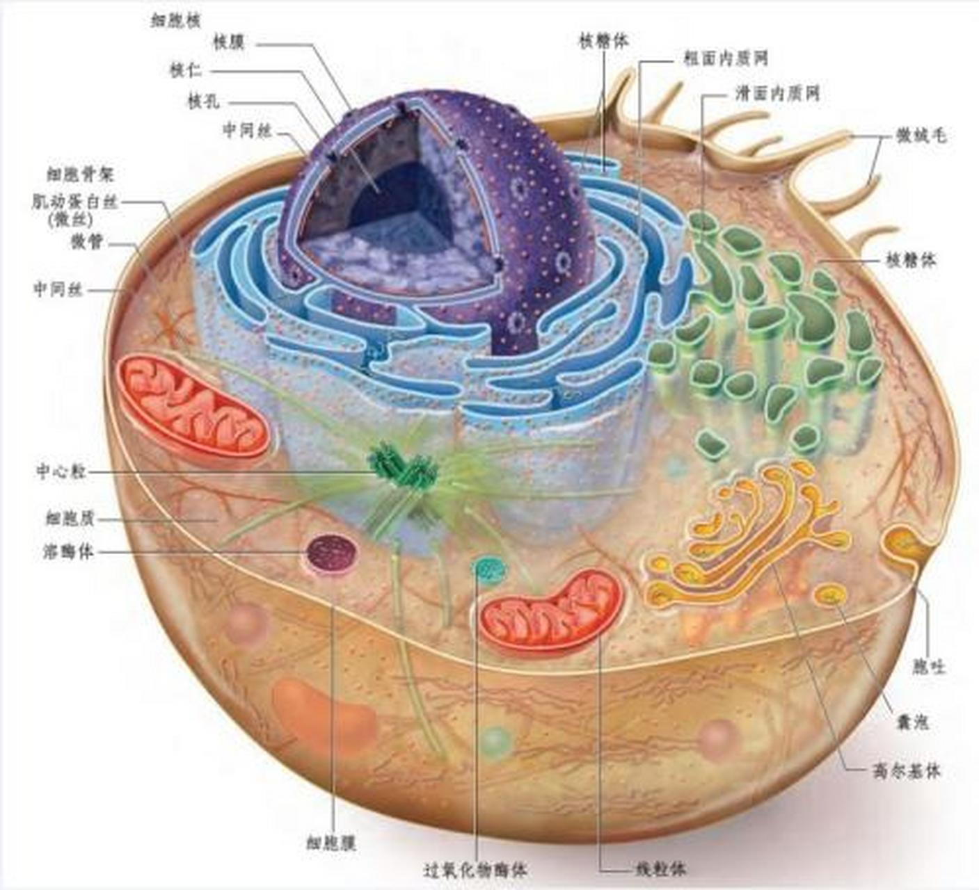 特有意思的科学# 细胞核(nucleus)是真核细胞内最大,最重要的细胞
