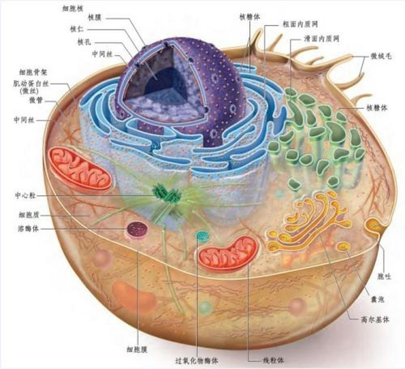 细胞体结构图片
