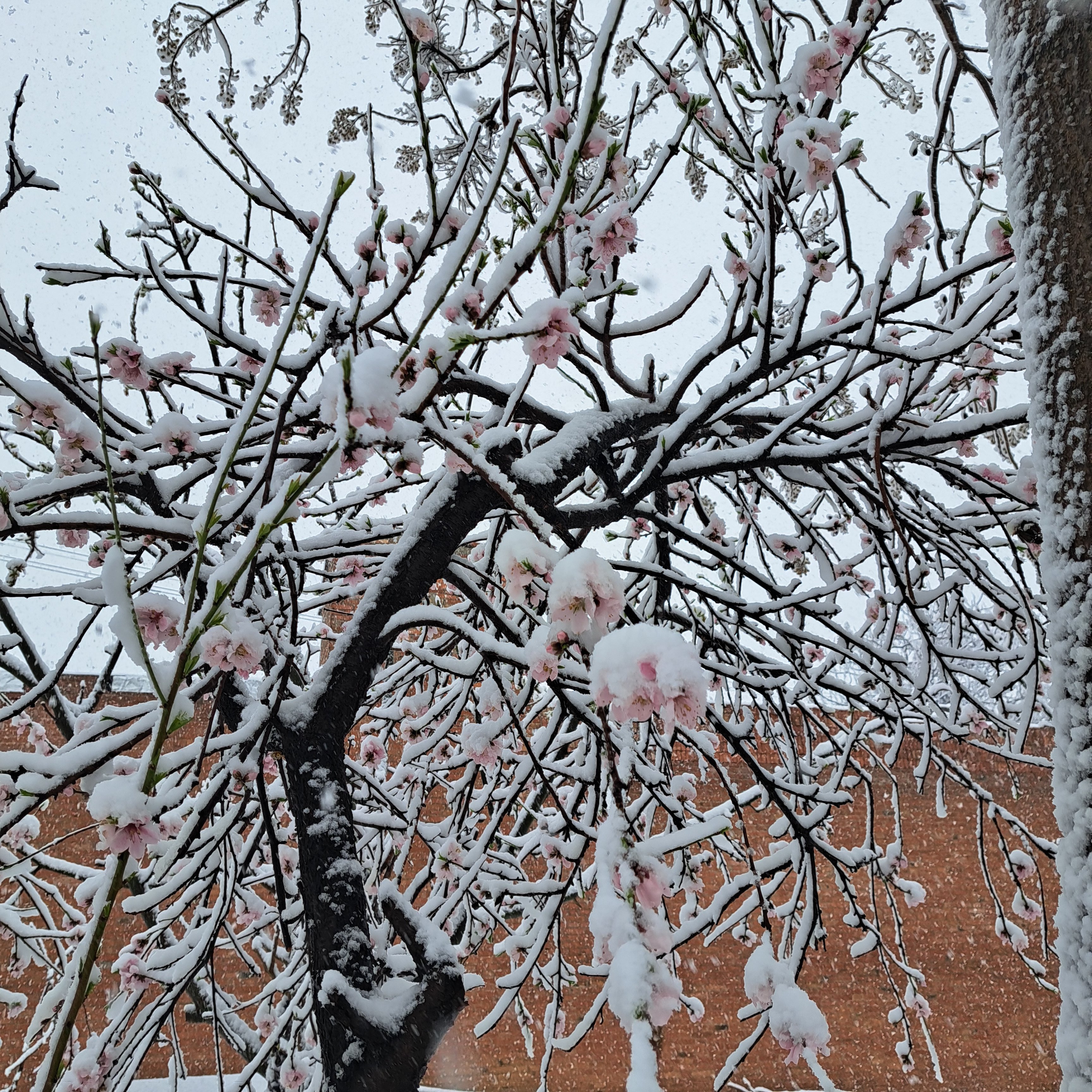 那些冬天才有的美景 桃花雪 桃花初绽春意浓