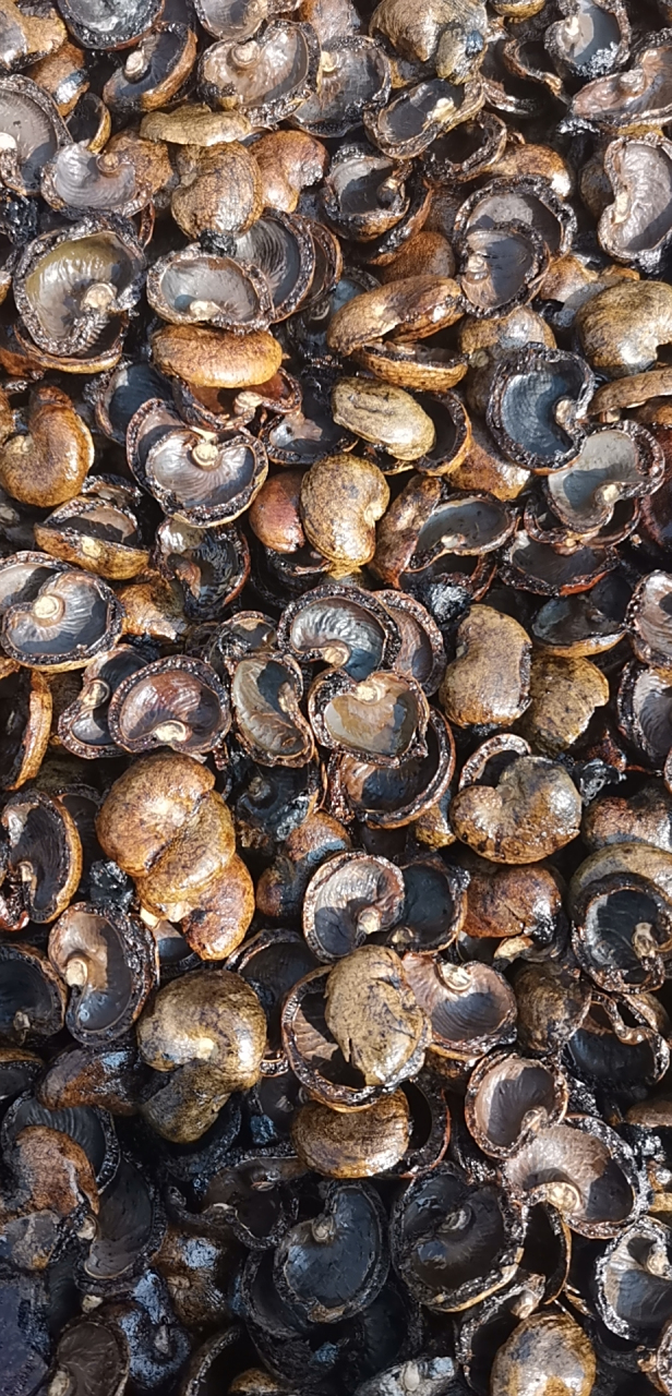 腰果壳,5300大卡,灰份2.6左右