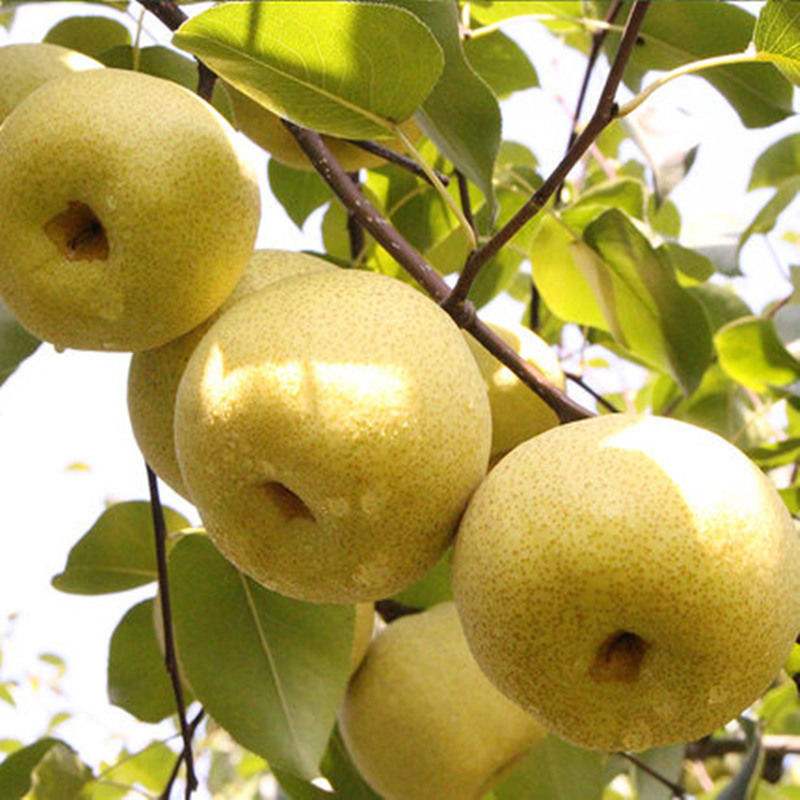 女人排毒养颜水果推荐:  梨:润肺止咳效果好	  梨有"百果之宗"的称号.