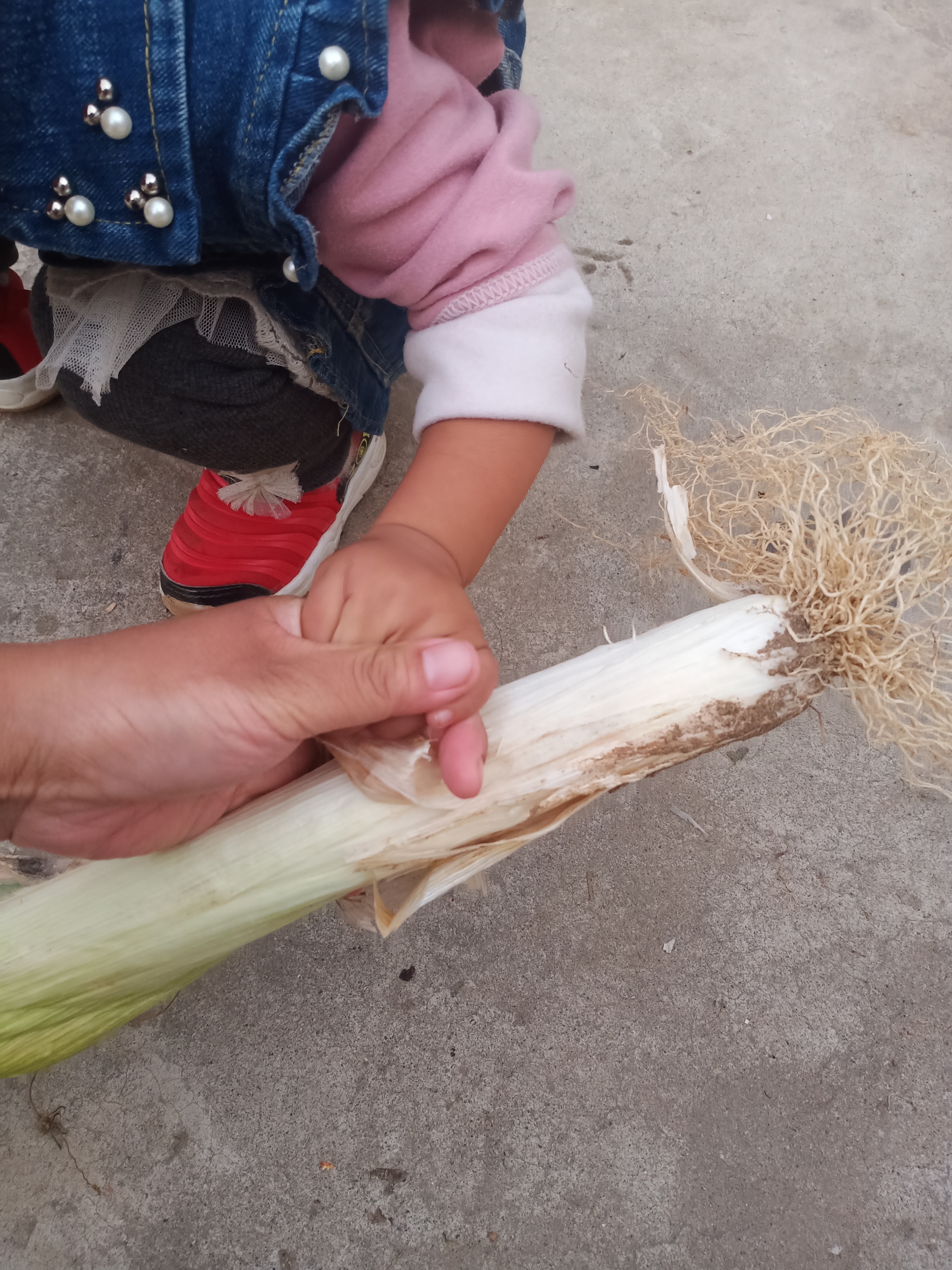 大葱王,都快赶上我手腕了.