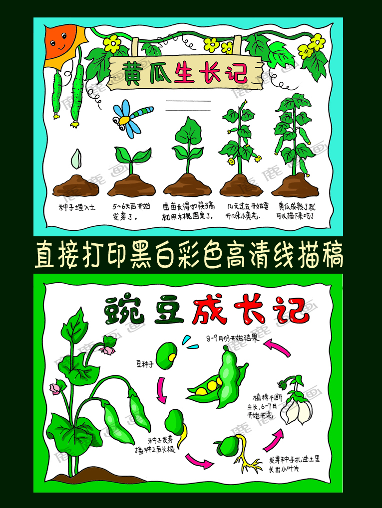 黄瓜豌豆成长记录手抄报模板线描稿