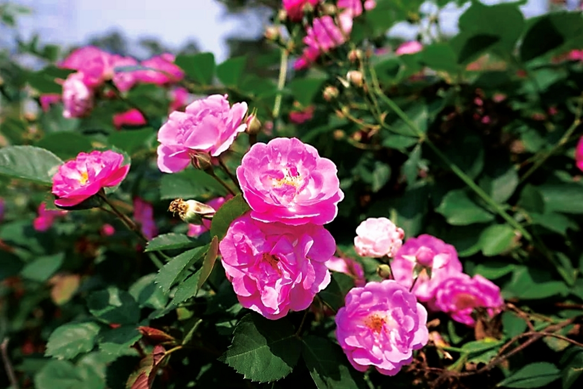 十年前,我在南京溧水大金山拍的蔷薇花,我用的背景音乐是冰山上的来客