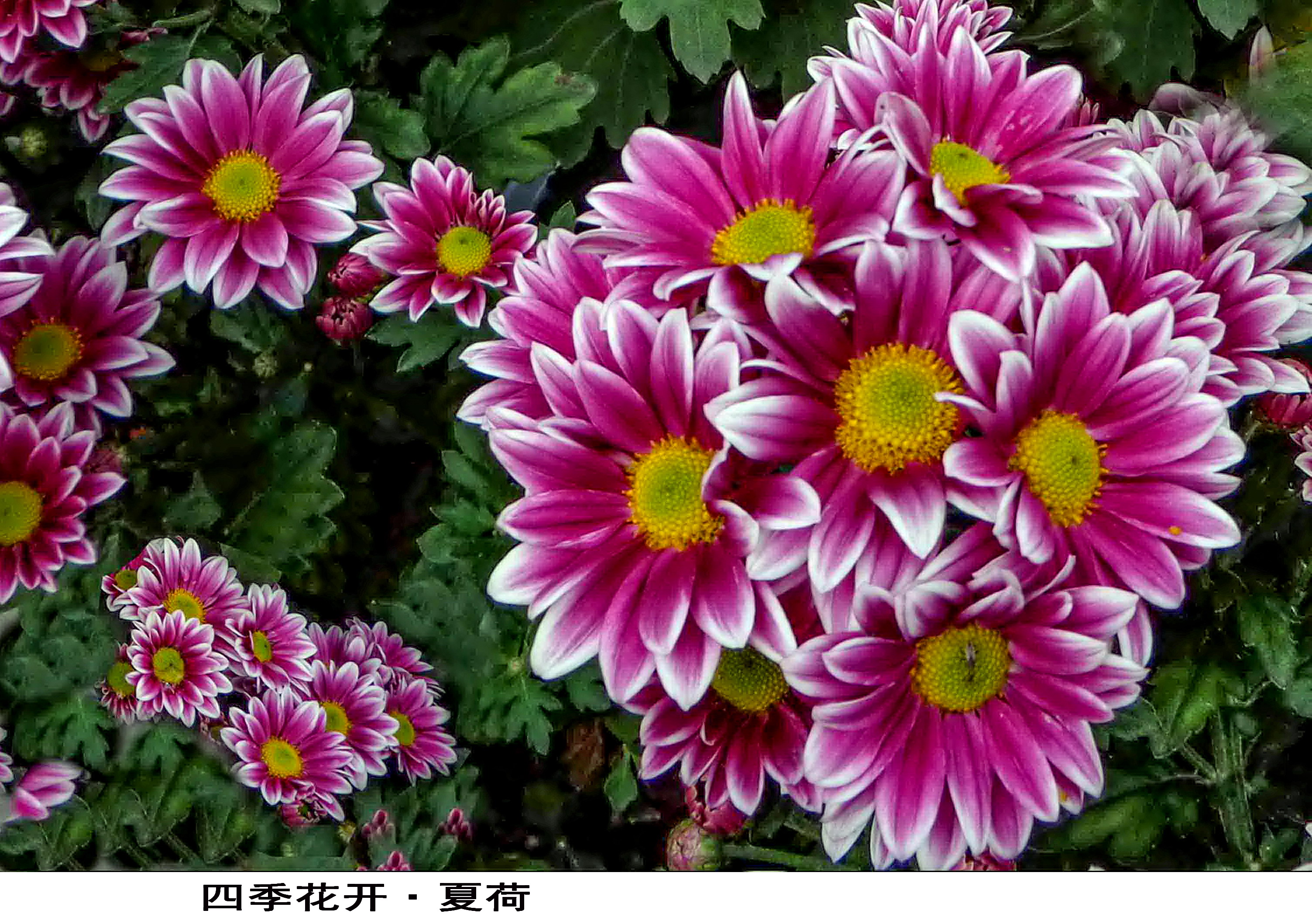 四季花开美如画 贾庆申         四季百花开,百花捧出盛景来.