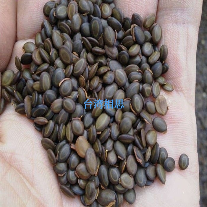 大量出售台湾相思树种子.