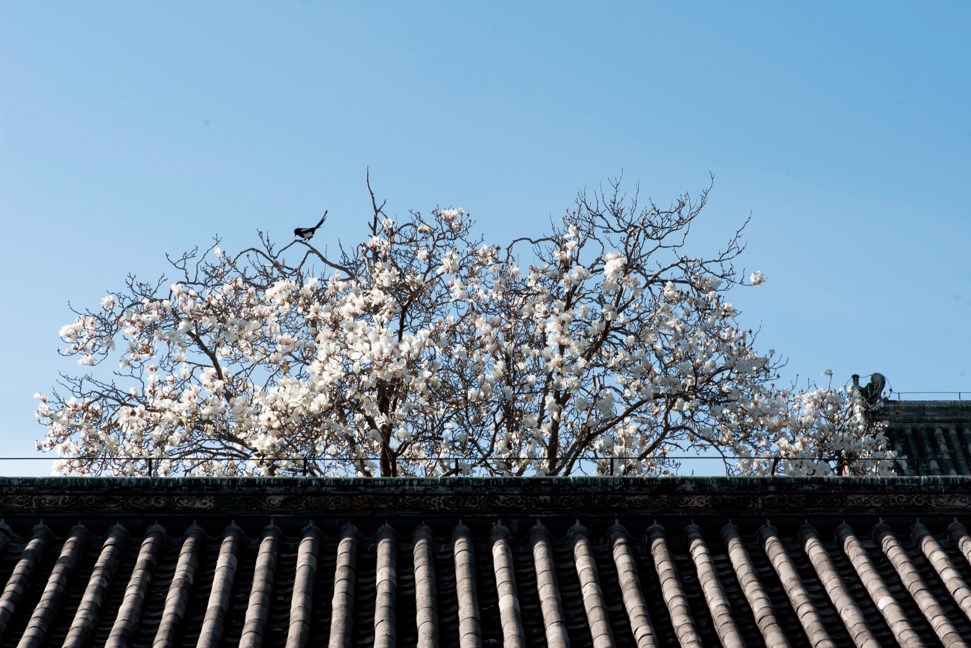 北京天坛公园斋宫玉兰花开过劲了#摄影