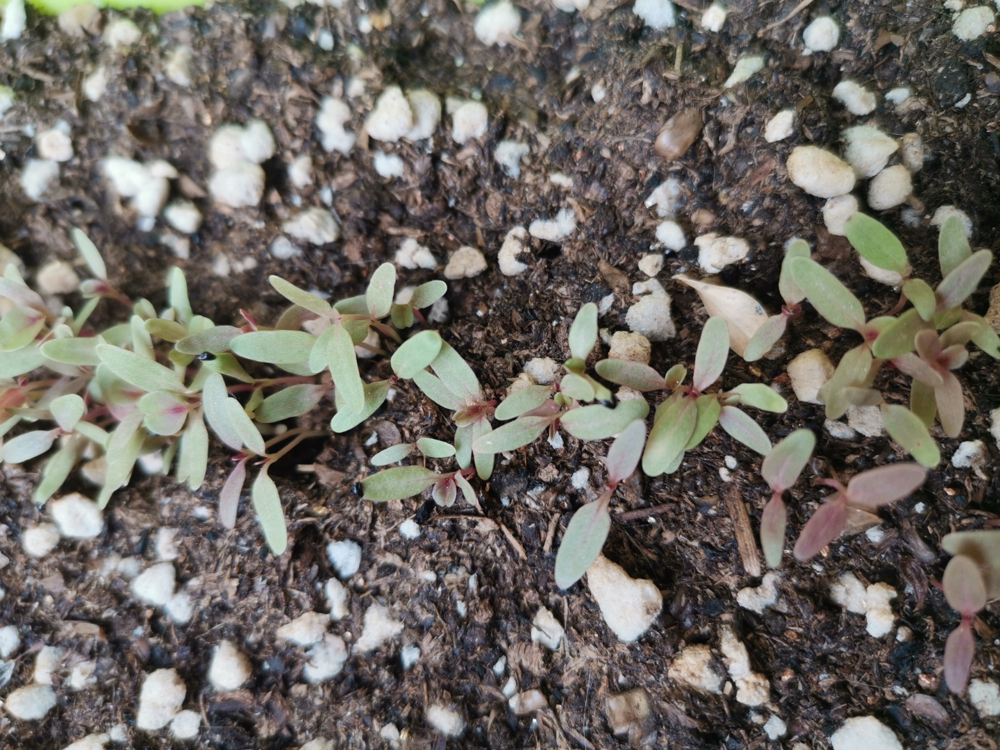 红苋菜的种子 刚种植的时候,3天就破壳发芽了 之后的几天小苗苗就一直