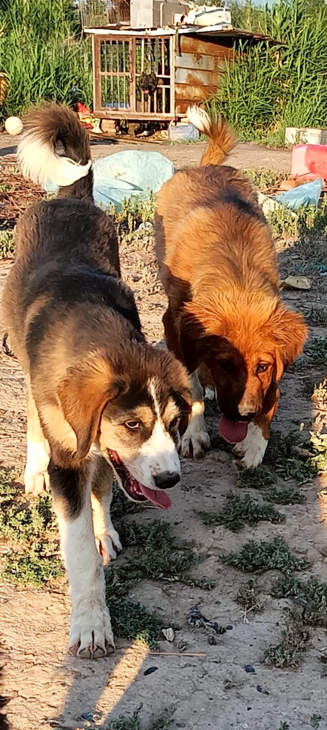 新疆本土牧羊犬,是新疆一个古老的犬种之一,对主人忠诚,和保护牧民