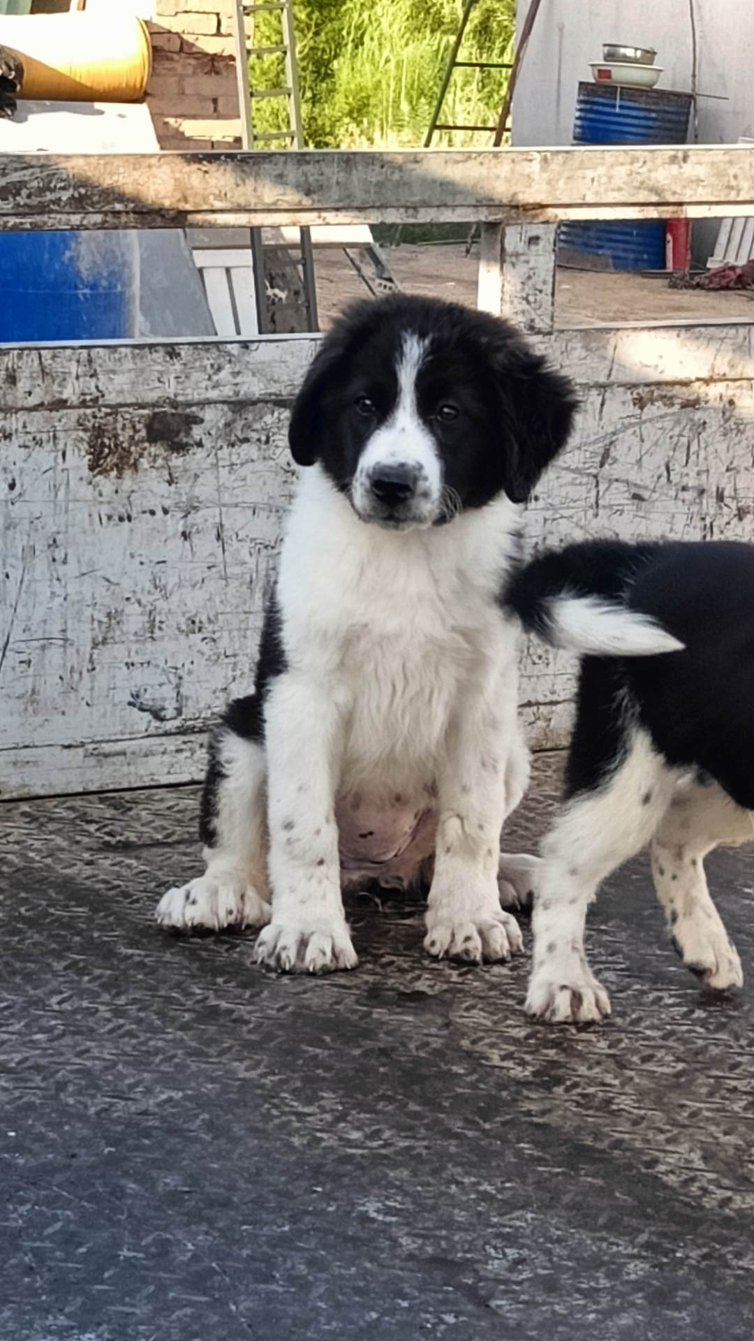 新疆地区的猛犬图片