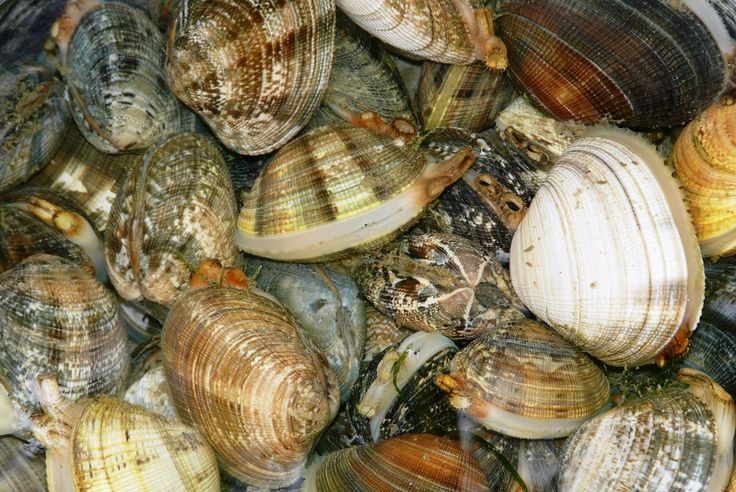 名字(三) 黑龙江吉林一带称为海嘎啦,嘎啦