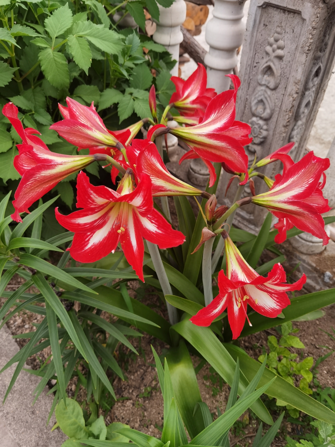 地栽果然强大 第一次见这样粗壮的朱顶红, 花朵如此硕大,颜色很正 我