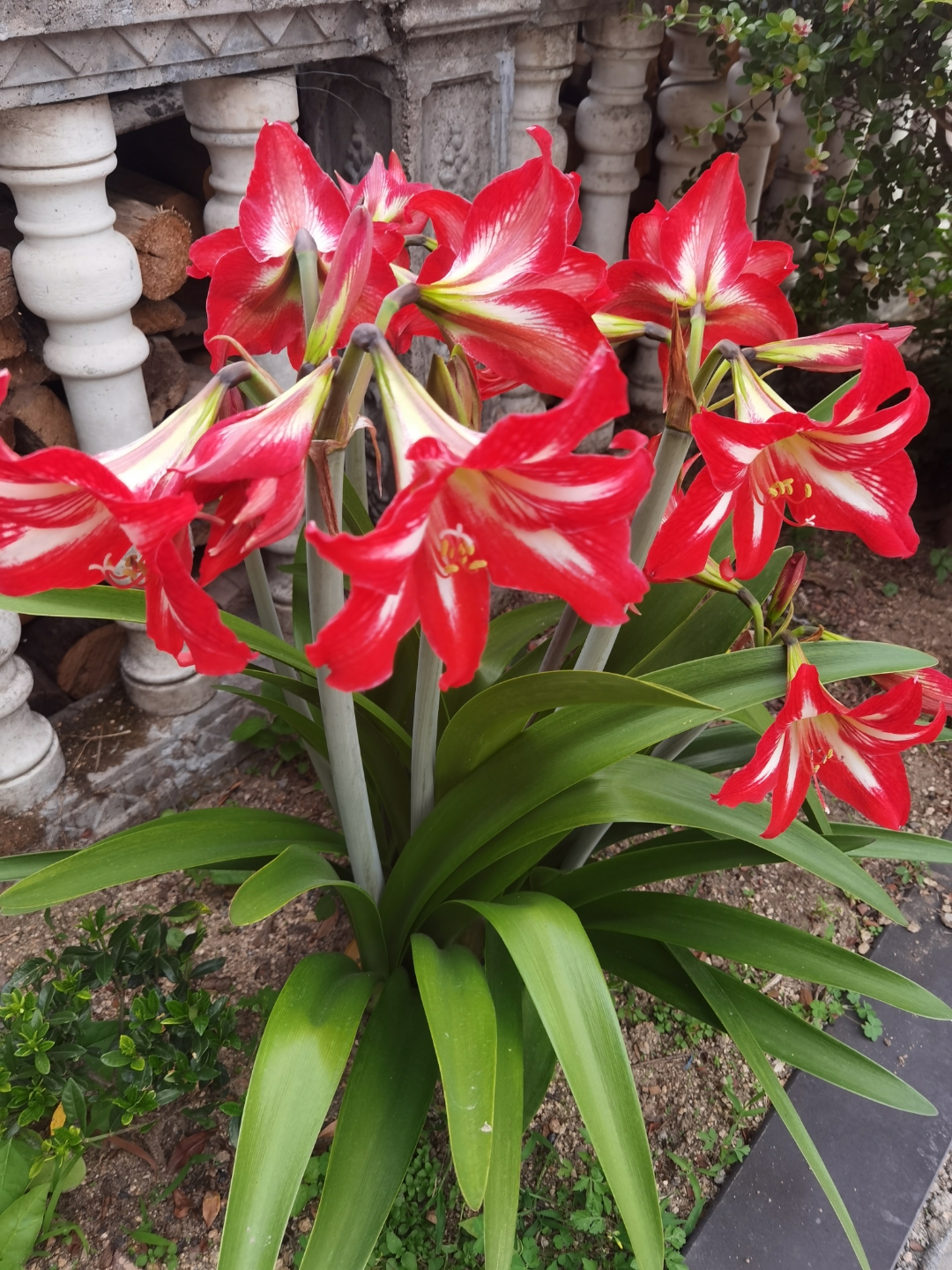 地栽果然强大 第一次见这样粗壮的朱顶红, 花朵如此硕大,颜色很正 我