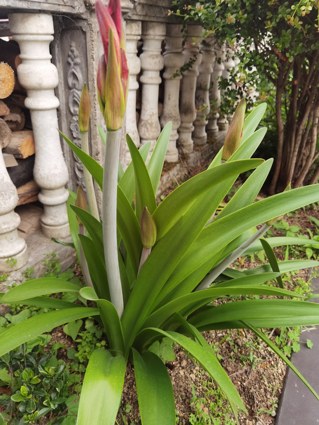 地栽果然强大 第一次见这样粗壮的朱顶红, 花朵如此硕大,颜色很正 我