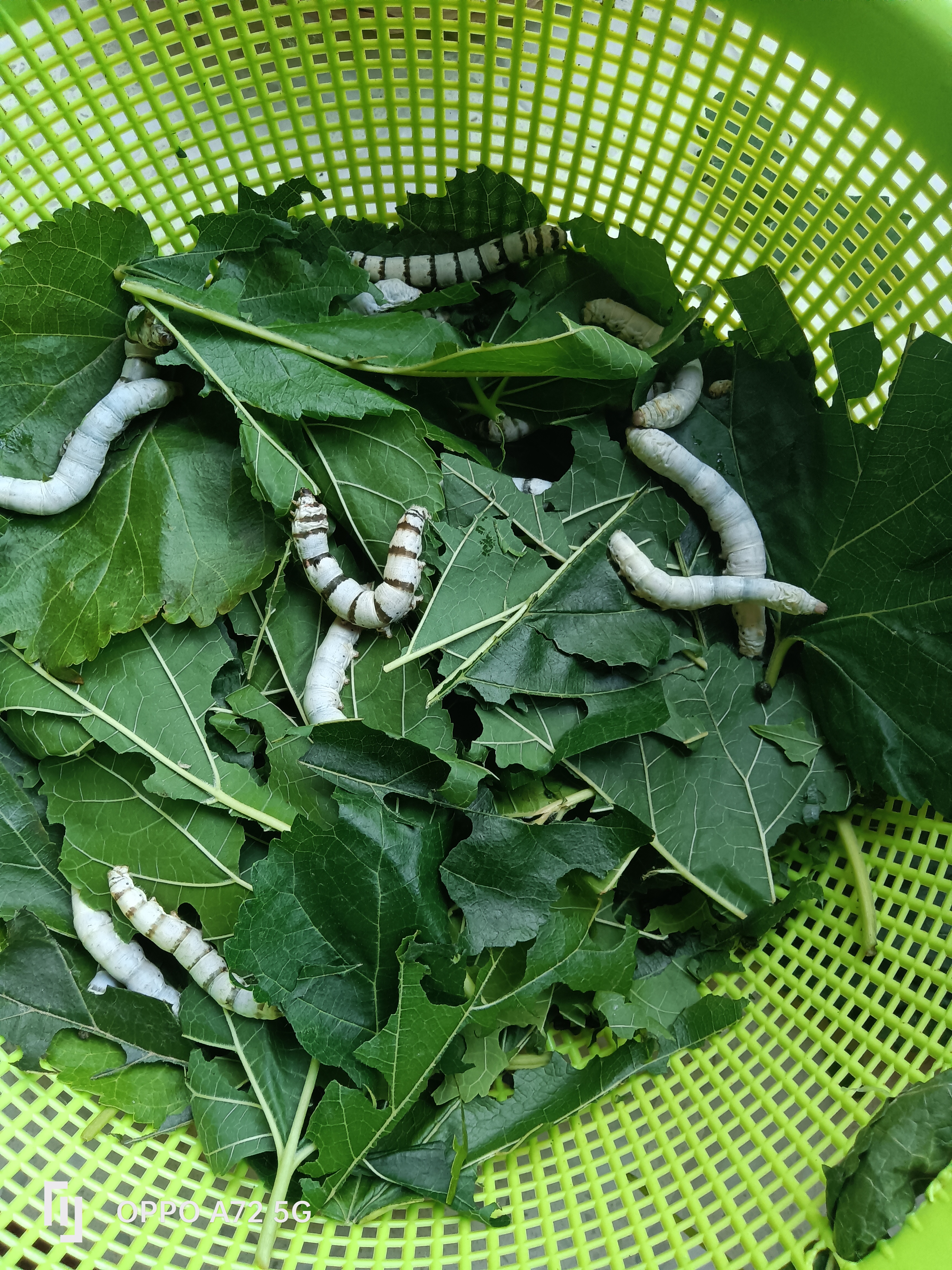 春蚕到死给丝不断,留取人类做衣裳,体验养蚕不容易,空闲之时找乐趣?