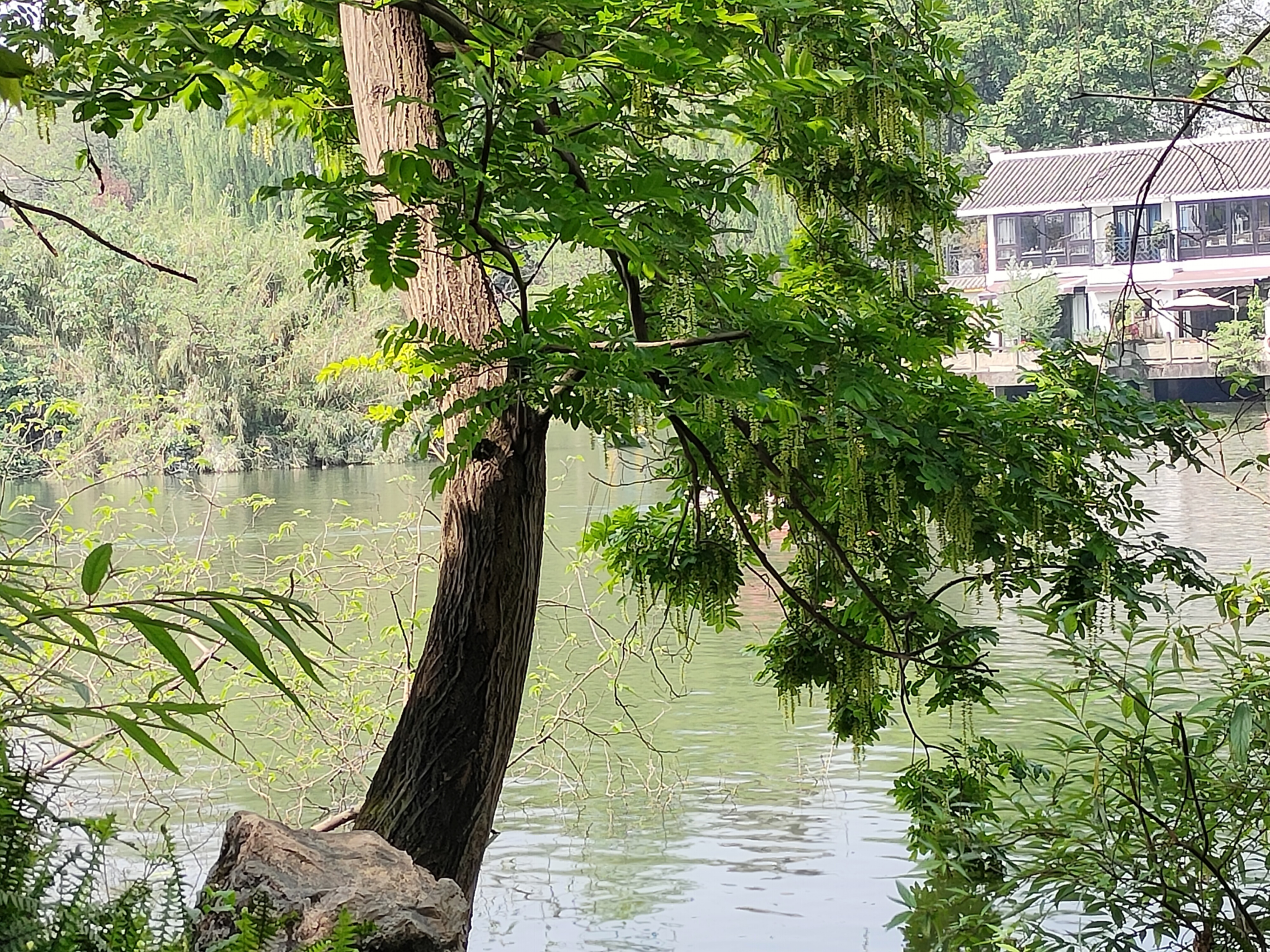 成都市武侯区清水花坊图片