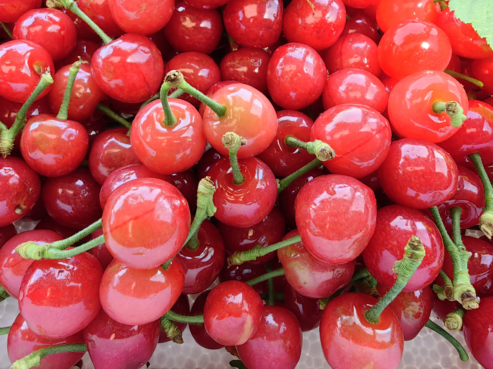 带上今天凌晨刚摘的吹弹可破的安丘小樱桃打道回京