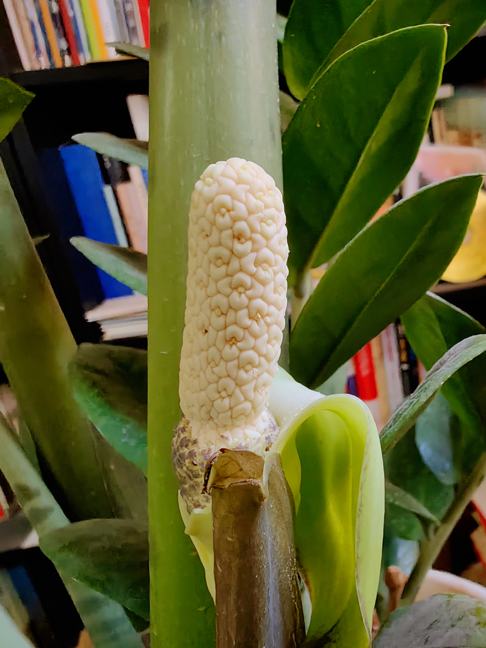 端午节发生了一件大事:我养了十四年的金钱树(雪铁芋)开花了!