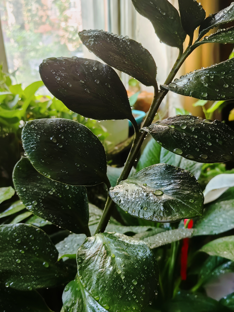 端午节发生了一件大事:我养了十四年的金钱树