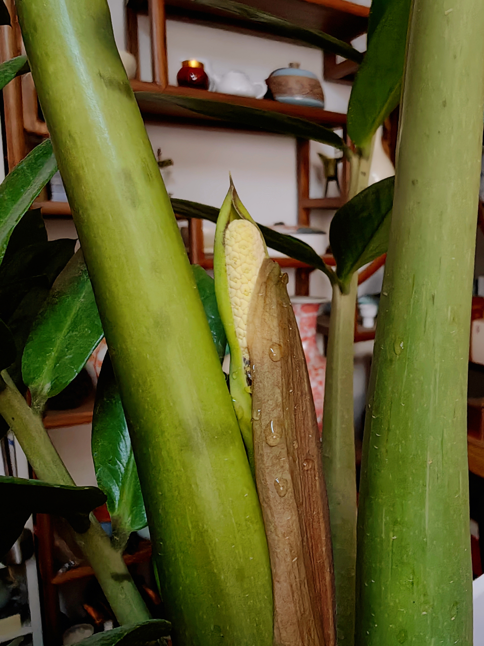 端午节发生了一件大事:我养了十四年的金钱树(雪铁芋)开花了!