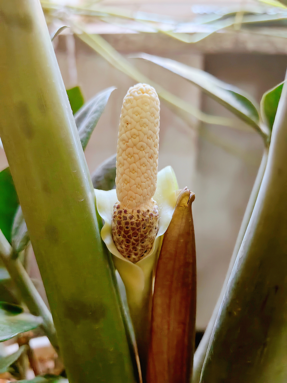 端午节发生了一件大事:我养了十四年的金钱树