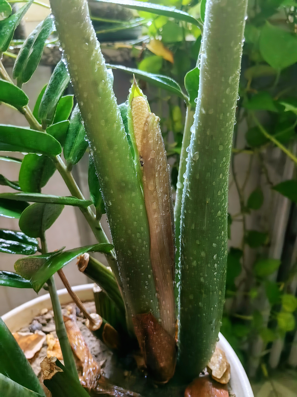 端午节发生了一件大事:我养了十四年的金钱树